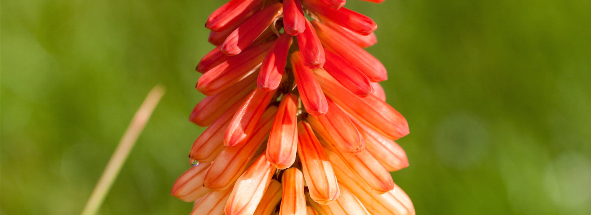 Fackellilie - Einpflanzen im Garten (thumbnail)