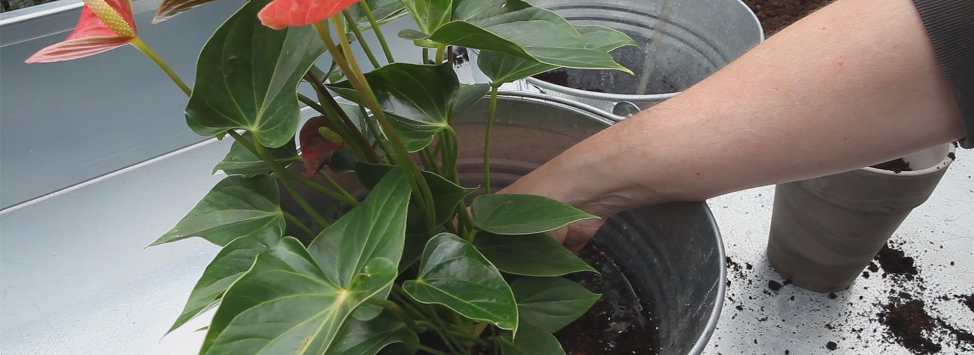 Blühende Zimmerpflanzen - Einpflanzen in ein Gefäß (thumbnail)