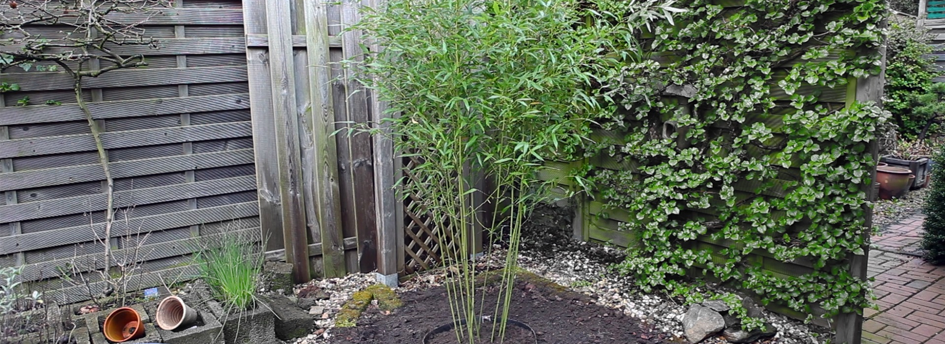 Bambus - Einpflanzen im Garten (thumbnail)