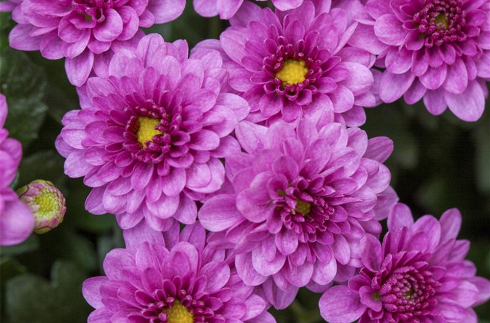 Chrysanthemum indicum Skyfall® 'Pink' (GS493177.jpg)