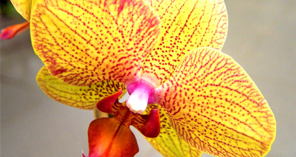 www_Phalaenopsis-Blüte-gelb.jpg