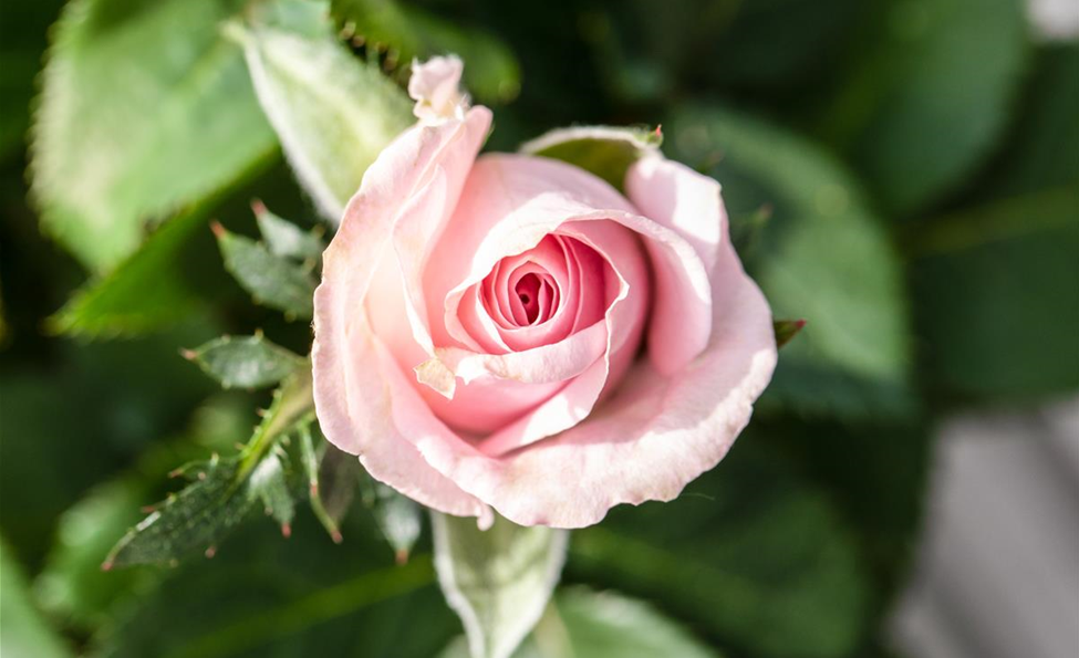 Rosa 'Infinity Rose' (GS637498.jpg)