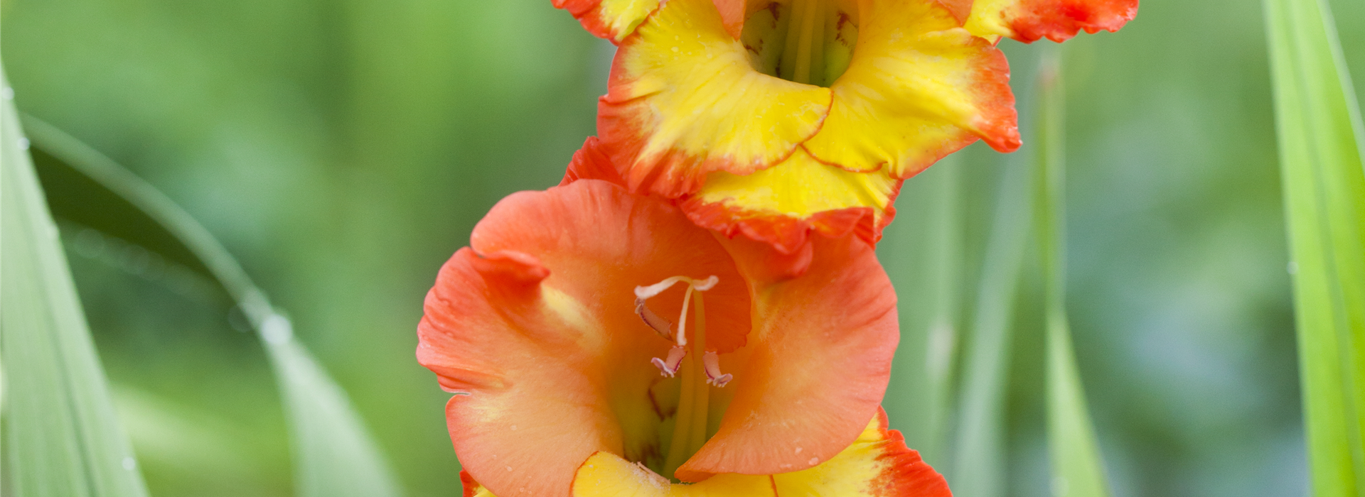 Gladiolus, gelb-rot