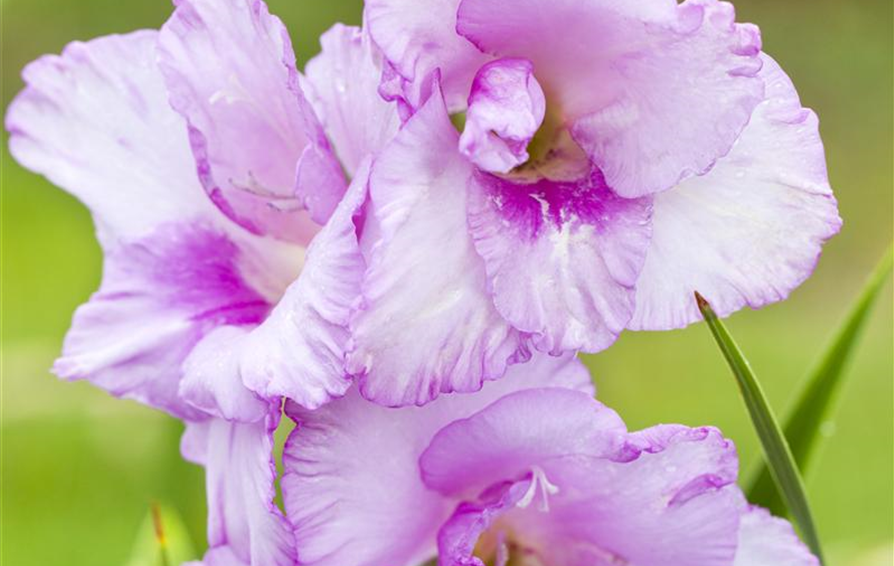 Gladiolus, lila-weiß