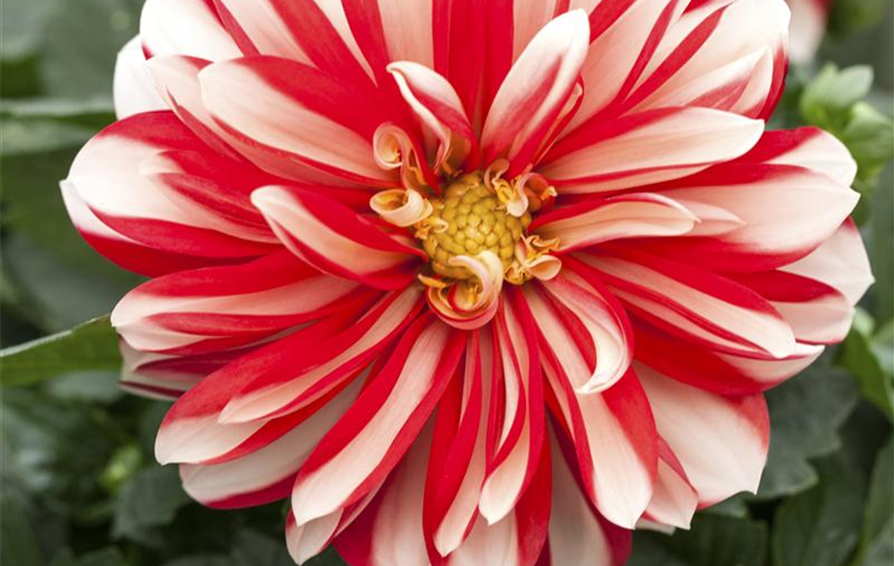 Dahlia x hortensis Lubega® 'Power Red White'