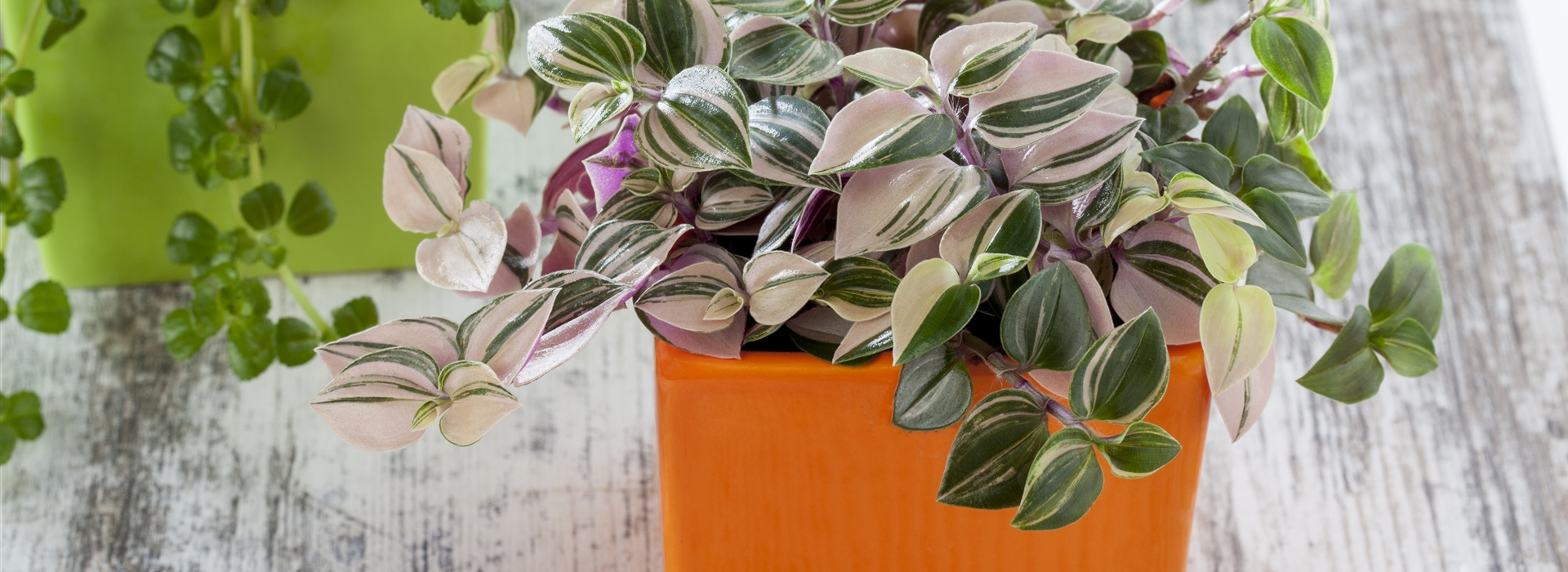 Zimmerpflanzen Munchen Gartencenter Seebauer