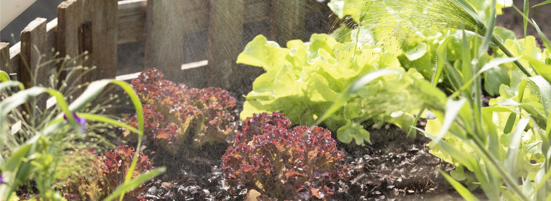 Pflanzenschutzmittel auf Salat sprühen