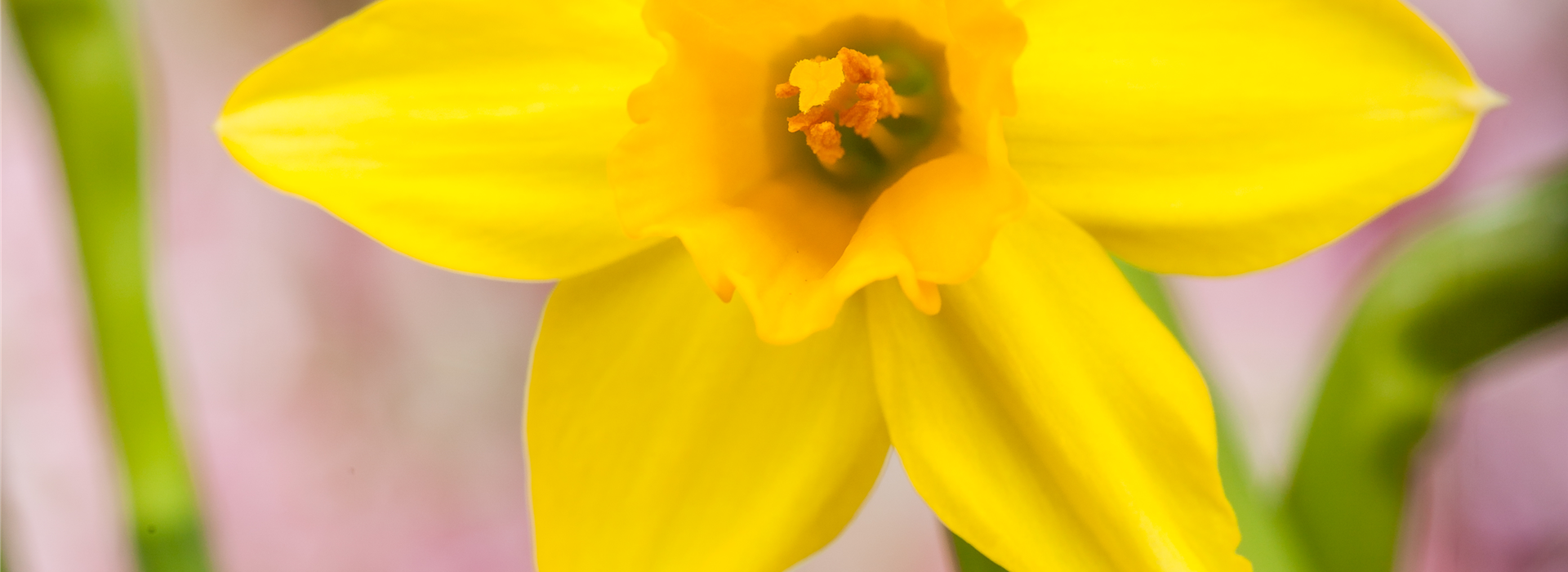 Narcissus, gelb