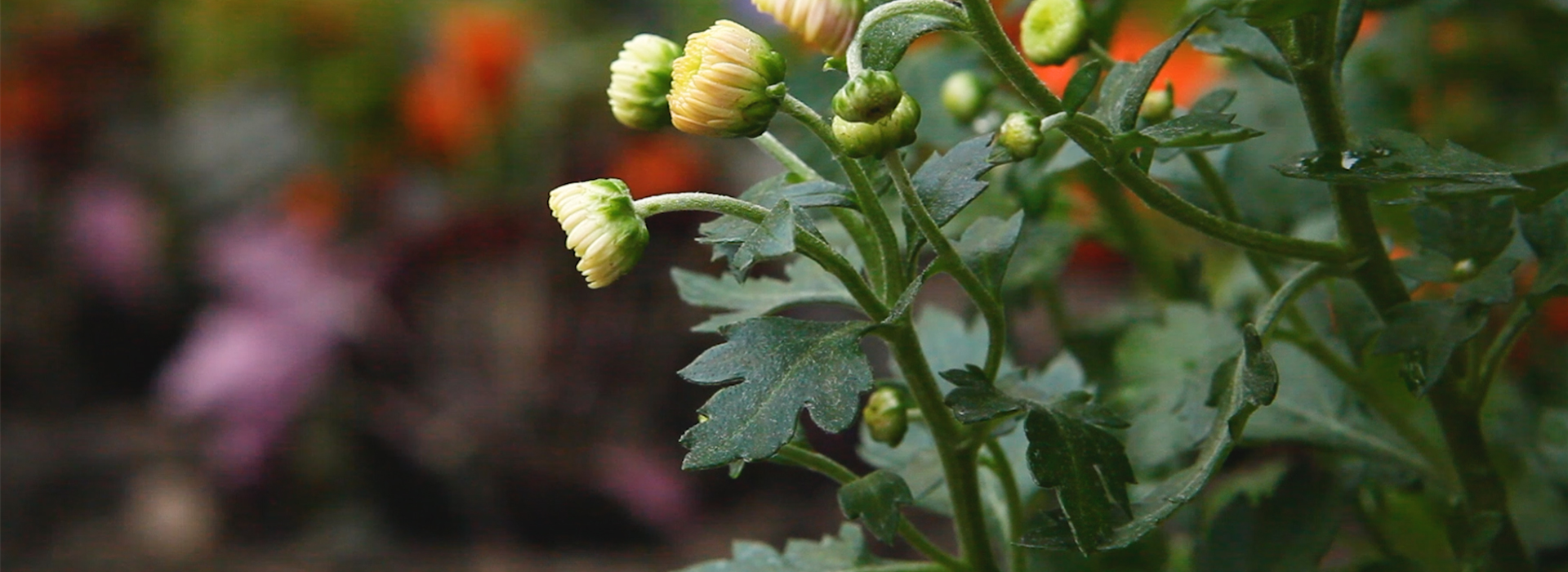 Chrysanthemen - Einpflanzen im Garten (Thumbnail)