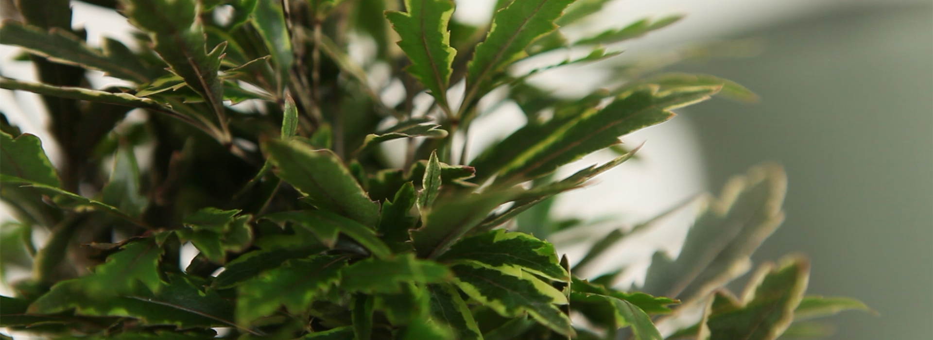 Fingeraralie - Einpflanzen in ein Gefäß (Thumbnail)
