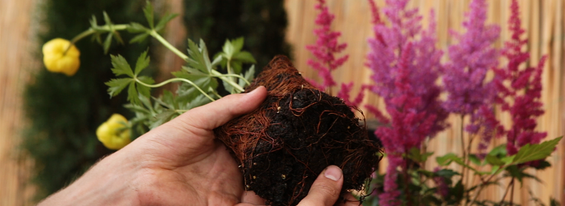 Trollblume - Einpflanzen ins Beet (Thumbnail)0