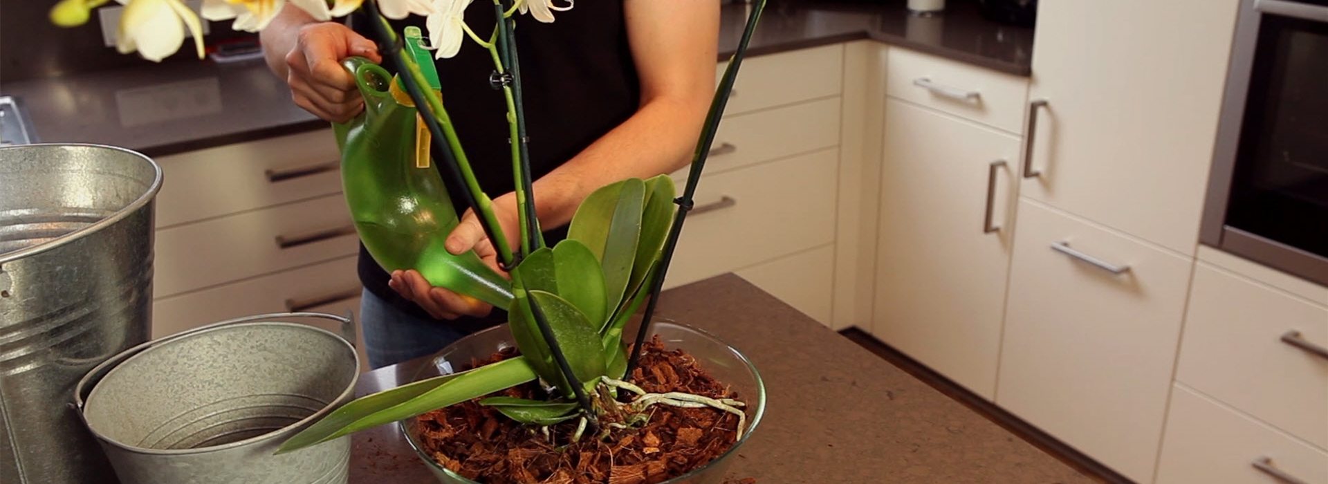 Orchidee - Einpflanzen in ein Gefäß (thumbnail)