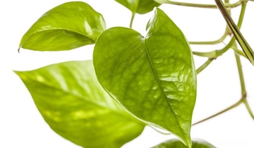 Efeutute , Scindapsus pictus - Seebauer