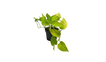 Efeutute , Scindapsus pictus - Seebauer