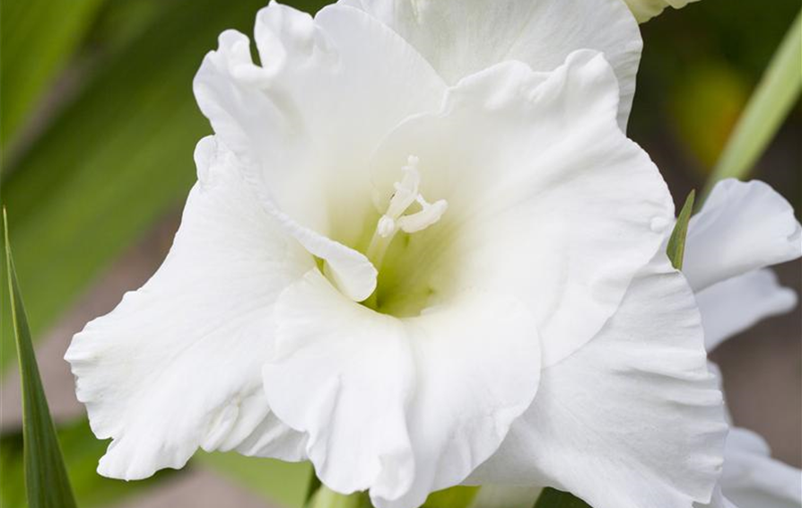 Gladiolus, weiß